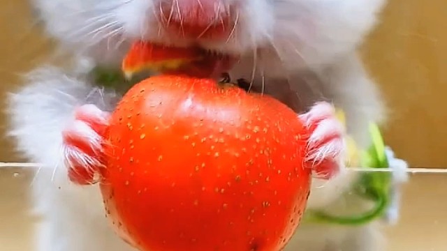 沉浸式吃山楂的一只笨鼠