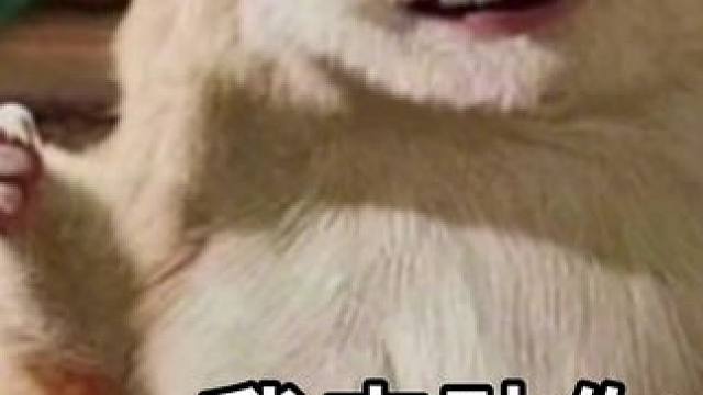 我来助你！#黑神话悟空 #黑神话小曲  #陕北说书 #主机游戏 #黑神话悟空创作激励