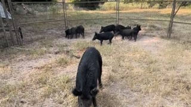 凶猛的野猪落入了陷阱 #国外视频分享 #野生动物零距离 #野猪