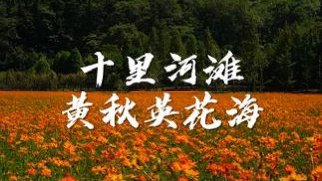 贵阳周边的金色花海已经到了繁花期，这里免费且很适合遛娃避暑 #贵阳秋天的浪漫花海 #亲子游玩好去处 