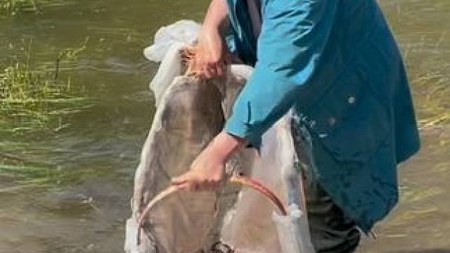 #户外捕鱼 #好多鱼