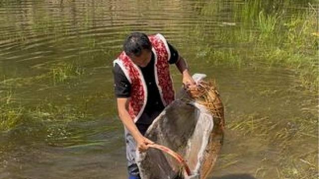 #户外捕鱼 #好多鱼