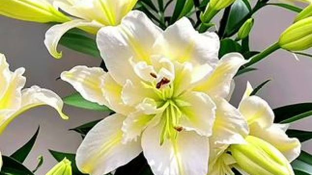 绽放的百合花。#绚烂开放的花 #手机随拍分享 #好看的花一定要分享给你