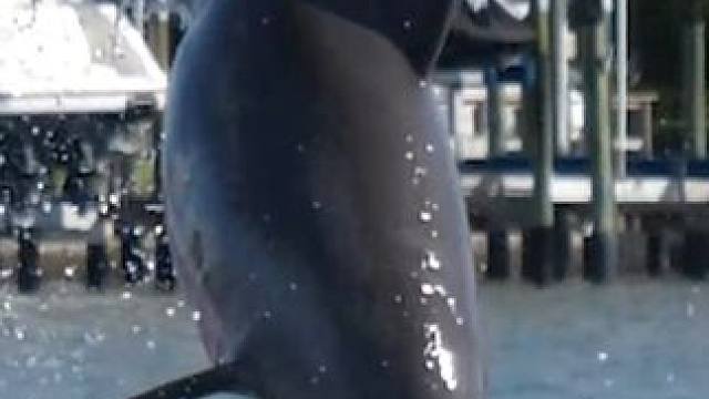 幸运的赶上了这一波#海豚