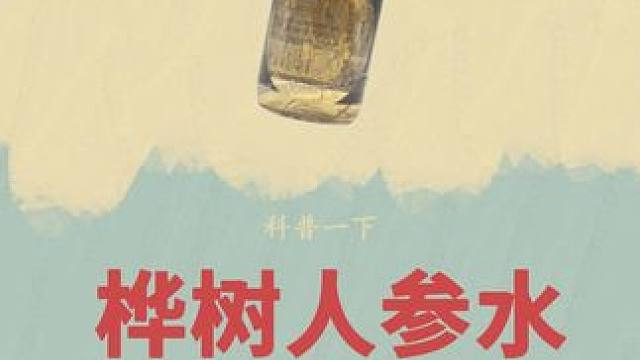 中秋节搭配一杯桦树人参水，很是安逸#桦树人参水 #白桦树汁 #人参 #枸杞 #中秋