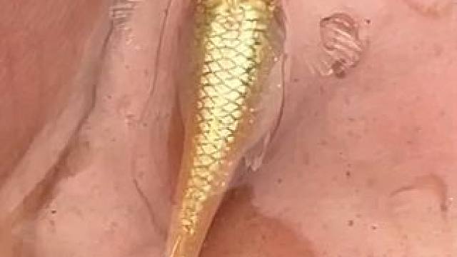 生活总会慢慢变好的不是吗#观背青鳉 #养鱼日记 #观赏鱼 #冷水鱼 #养鱼养心