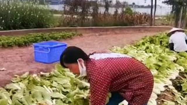 山卡卡里的农村大姐学费了开直播每天收获满满满您还在恐播怕播不敢开播开播了不知说什么吗#记录真实生活 