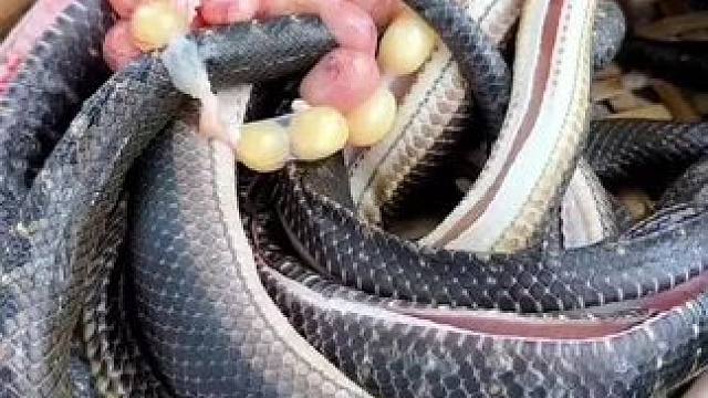 东南亚矮子来了（水煮辣条）