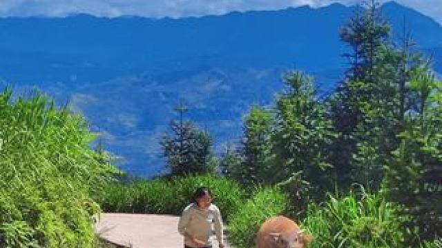 放牛咯#农村原创视频 #放牛的生活 #三农