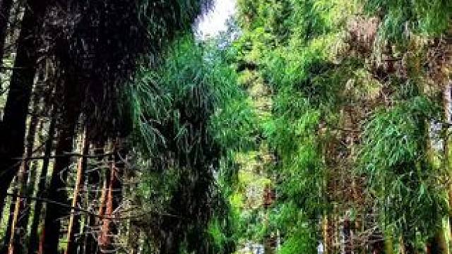 最近高温不断，离广元市区最近避暑纳凉胜地，天曌山#森林氧吧 #广元女儿节#杉树林风景 #原始森林 #