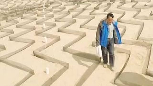 没想到枯草有这么大作用，竟把沙漠变成了绿洲 #超便宜超划算 #无花果夹核桃