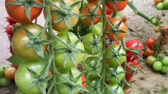 #每天都记录农村真实生活日常 #这就是农村的生活 #农忙的季节为了生活都不