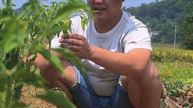 新农人计划2024~