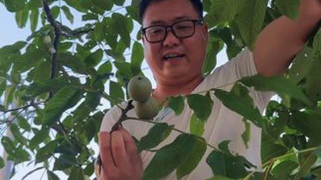 上树摘核桃，这样的新鲜核桃你吃过没！ #新农人计划2024 #农村美食 #新鲜核桃