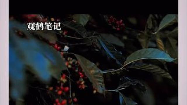 #广播剧 #配音 #推文 生在封建时代那种深深地无力感