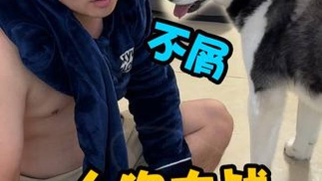 二哈和主人抢空调大战，战况惨烈场面完全失控，就跟动作大片似的 #萌宠出道计划 #二哈 #神奇动物在抖