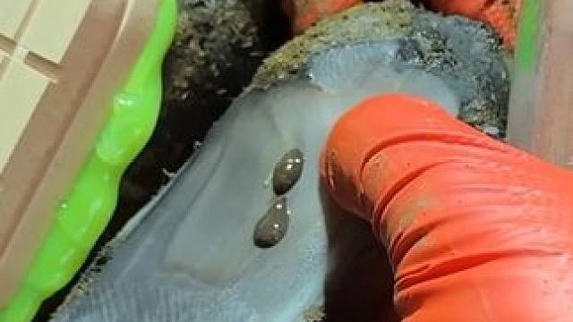 又是治愈牛牛的一天#解压#修牛蹄