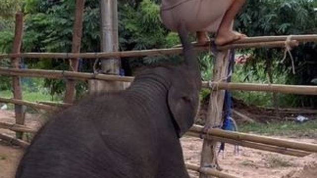 泰国象 #国外视频分享 #奇妙的动物 #大象