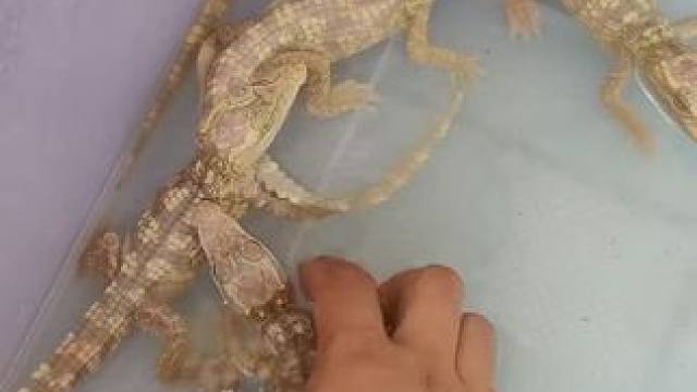 #异宠 你知道蚂蚁怎么叫的吗？鳄鱼的叫声很特别