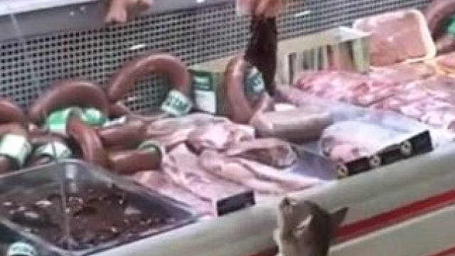 果然呼应的感情最令人动容 #猫咪  #治愈  #萌宠  #万物皆有灵性