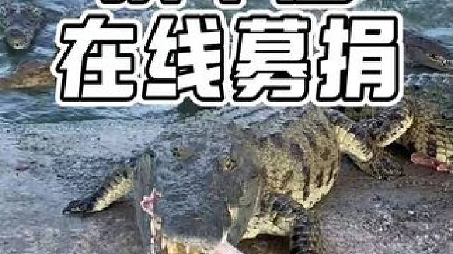 养鳄鱼成本太高了，顶不住了在线募捐~ #鳄珍鳄鱼酒 #鳄珍养生酒 #鳄鱼