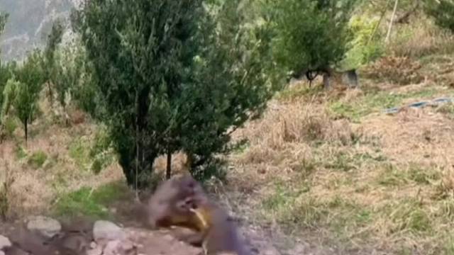 狒狒嘲笑鳄鱼，结果一秒就被鳄鱼咬住了脑袋