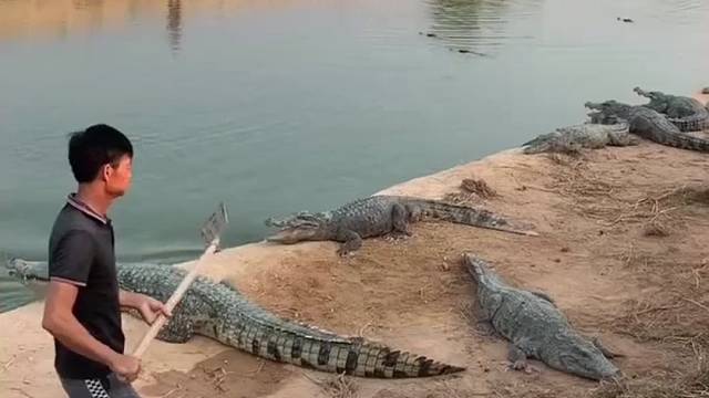 小哥用力拍打鳄鱼，鳄鱼居然转头钻进了水中