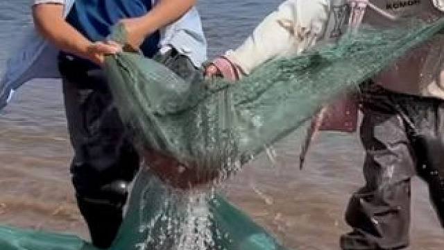 #户外捕鱼 #好多鱼