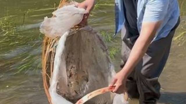 #户外捕鱼 #好多鱼