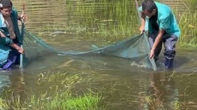 #户外捕鱼 #好多鱼