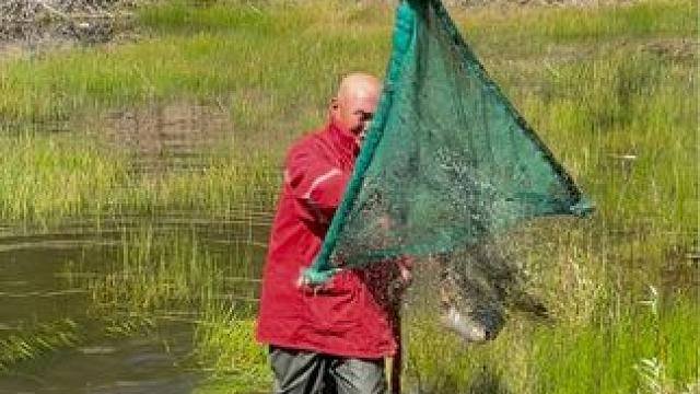 #户外捕鱼 #好大一条鱼