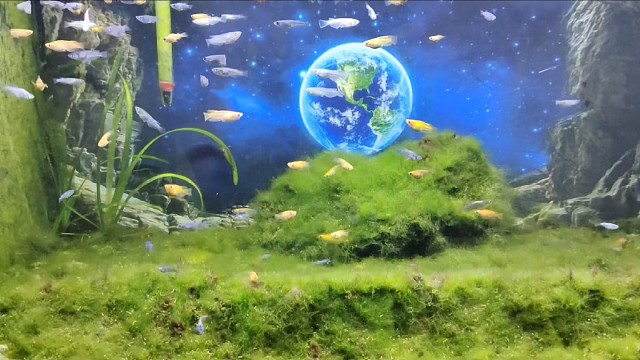 观背青鳉如何养