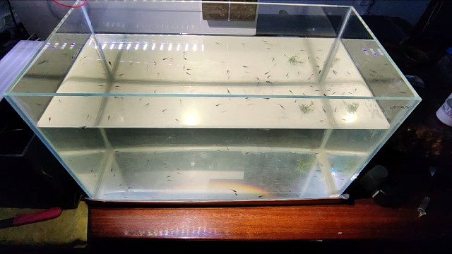 #观背青鳉#爆藻记录