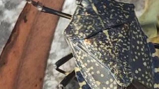 这是什么虫？#谁知道这是什么 #意不意外 #野生动物零距离 #奇妙的动物