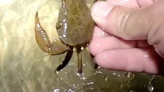 好多天都没有来到这个地方抓螃蟹了，今天给大家再次分享抓螃蟹。#抓螃蟹 #徒手抓鱼 #真实户外 #抓鳝