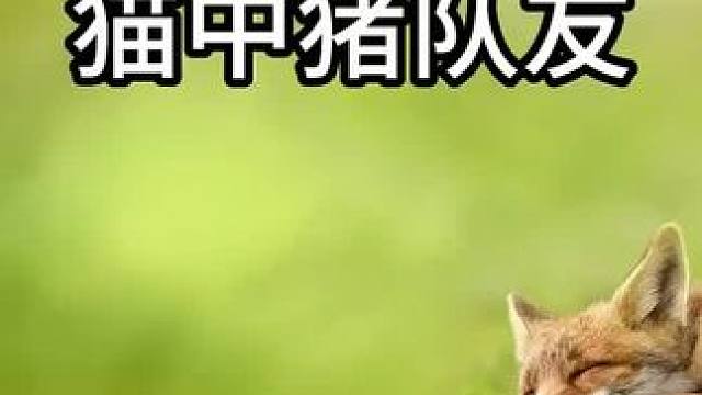 橘猫也有老六啊#动物的迷惑行为 #猫咪