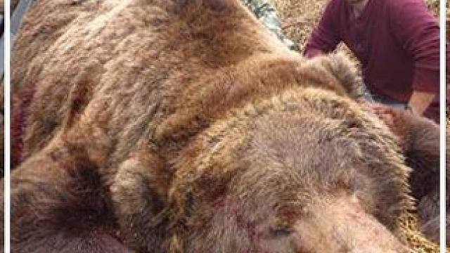 想吃肉了怎么办？直接去抓新鲜的！ #捕猎 #纪录片解说