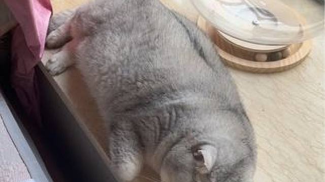 阿b像条… #猫和孩子