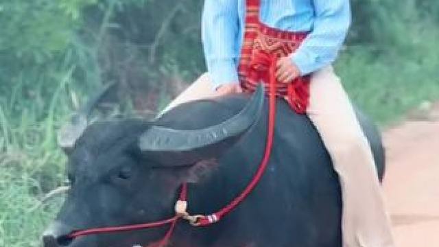 骑牛 #国外视频分享 #奇妙的动物 #牛了个牛