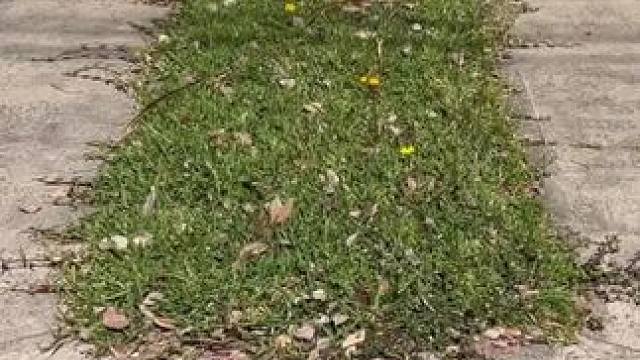 绿化清理#dou上热门 #解压 #极度舒适 #舒服又解压 #是时候展现真正的技术了