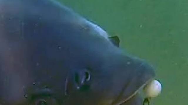 #这鱼哪个钓友看了不羡慕 #钓鱼人请路过