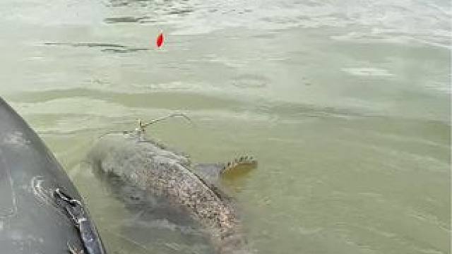 #这鱼哪个钓友看了不羡慕 #钓鱼人请路过 #每个钓鱼人都有个百斤巨物梦