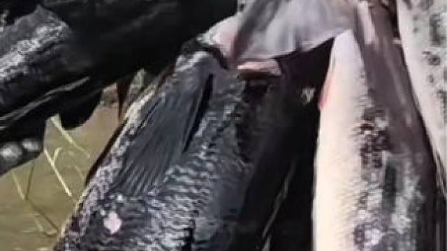 今天的鱼有点少#钓鱼人请路过 #钓鱼日记