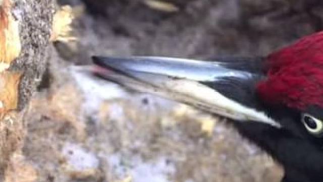 #动物世界 #鸟类 #啄木鸟 #施工现场实拍 #这是什么鸟