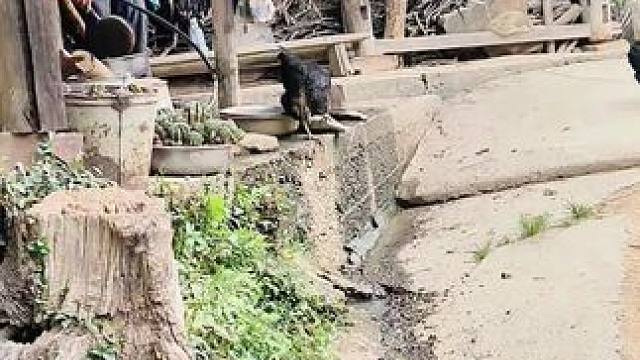 每次下乡拍视频，看到农村人挣点钱真的不容易，作为一个农民来说，一年的收成不仅要勤快，还要看天气！今天