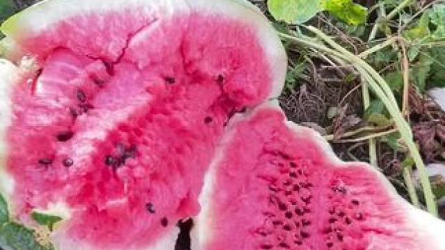 上地摘瓜 
赶集卖瓜太费闺女 
不如我发位置 你们来偷吧 #田间地头 #西瓜  #儿时记忆   #农