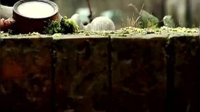 下载《西瓜视频》，免费观看精彩后续/精彩海量免费短剧免费看hkuz1 #因为一个片段看了整部剧