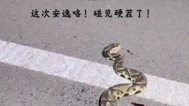 地头蛇，碰见不要命的了！这回安逸了！#蛇出没 #真实户外 #现场实拍