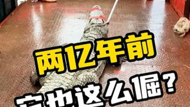 两亿年前，它也这么倔？#鳄珍 #鳄鱼 #鳄珍鳄鱼酒 #鳄鱼养生酒