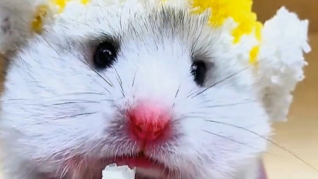 沉浸式吃白玉苦瓜